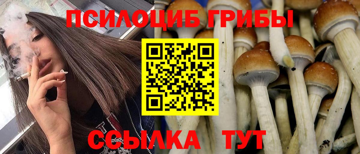 Галлюциногенные грибы прущие грибы  Вход с VPN  Горно-Алтайск  Галлюциногенные грибы мицелий 